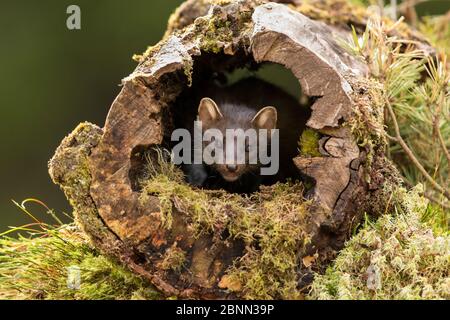 Pine Marten (Martes martes) aus Hohlholz, Perthshire, Schottland, Großbritannien, Mai. Stockfoto