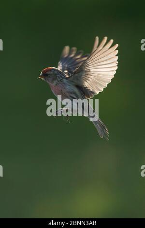 Rotpoll (Carduelis flammea) Männchen im Flug, Schottland, Großbritannien, Mai. Stockfoto