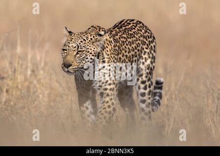 Leopardenweibchen (Panthera pardus), Kgalagadi transfrontier Park, Südafrika, Juni Stockfoto