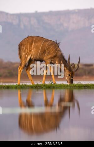 Nyala (Tragelaphus angasii) junger Mann, Zimanga privates Wildreservat, KwaZulu-Natal, Südafrika, September Stockfoto