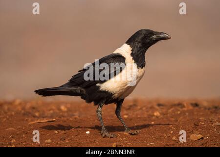 Riedkrähe (Corvus albus). Zimanga privates Wildreservat, KwaZulu-Natal, Südafrika. September. Stockfoto