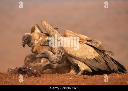 Weißkopfgeier (Gyps africanus) füttern. Zimanga privates Wildreservat, KwaZulu-Natal, Südafrika. September. Stockfoto