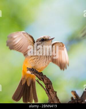 Vermilion flycatcher (Pyrocephalus rubinus) Weibchen Stretching Wings, Catalina State Park, Arizona, USA, Mai. Stockfoto