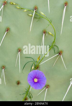 Haarige Vogelfüsse Morgenruhm (Ipomoea leptotoma) Blume über Kaktuspaar (Opuntia sp) Catalina State Park, in der Nähe von Tucson, Arizona, USA, August. Stockfoto