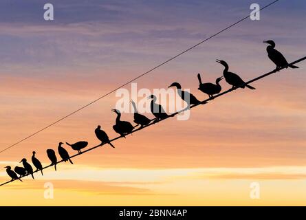 Herde der Neotropis Kormorane (Phalacrocorax brasilianus) auf Draht bei Sonnenuntergang, Cibola National Wildlife Refuge, Arizona, USA. November. Stockfoto