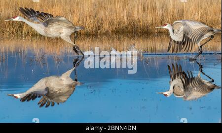 Sandhill Kraniche (Grus canadensis) beim Start, Bosque del Apache National Wildlife Refuge, New Mexico, USA, Dezember. Stockfoto