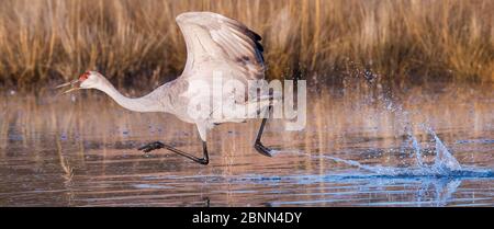 Sandhill Kraniche (Grus canadensis) beim Start, Bosque del Apache National Wildlife Refuge, New Mexico, USA, Dezember. Stockfoto