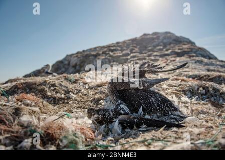 Nördliche Spannzange (Morus bassanus) tot juvenile verstrickt in Meeresmüll. Grasholm Island, Wales, Großbritannien. Oktober Stockfoto