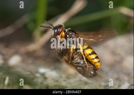 Europäischer Bienenwolf (Philanthus triangulum) im Flug, mit Bienenraub, Budapest, Ungarn. Stockfoto