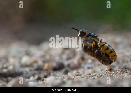 Europäischer Bienenwolf (Philanthus triangulum) im Flug, mit Bienenraub, Budapest, Ungarn. Stockfoto