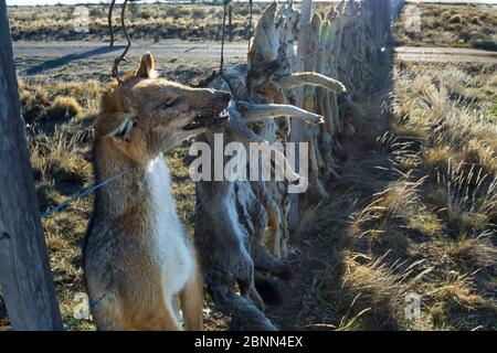 Tot Pampas fox (Lycalopex gymnocercus) Gray fox (Lycalopex culpaeus) und geffroy's Cat (Oncifelis geoffroyi) von schafhalter getötet und hing bis zu d Stockfoto