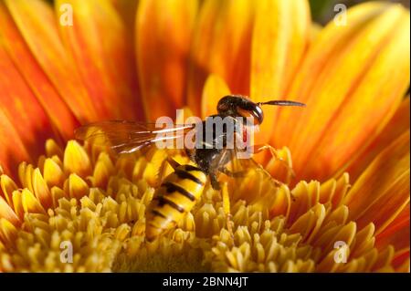 Europäischer Bienenwolf (Philanthus triangulum) auf Blume, Budapest, Ungarn, Juli. Stockfoto