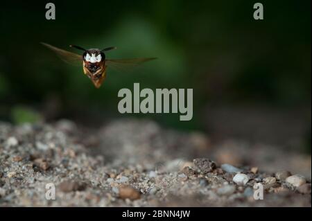 Europäischer Bienenwolf (Philanthus triangulum) im Flug, Budapest, Ungarn Stockfoto