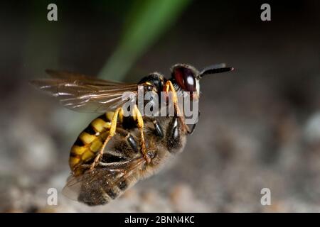 Europäischer Bienenwolf (Philanthus triangulum) im Flug, mit Bienenauge zum Nistloch, Budapest, Ungarn Stockfoto