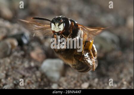 Europäischer Bienenwolf (Philanthus triangulum) im Flug, mit Bienenauge zum Nistloch, Budapest, Ungarn Stockfoto