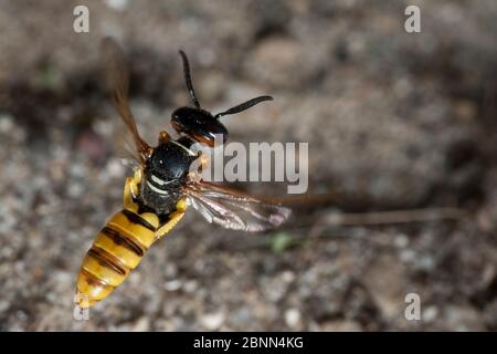 Europäischer Bienenwolf (Philanthus triangulum) im Flug, Budapest, Ungarn Stockfoto