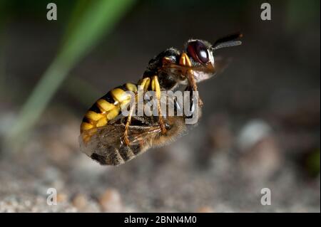 Europäischer Bienenwolf (Philanthus triangulum) im Flug, mit Bienenauge zum Nistloch, Budapest, Ungarn Stockfoto