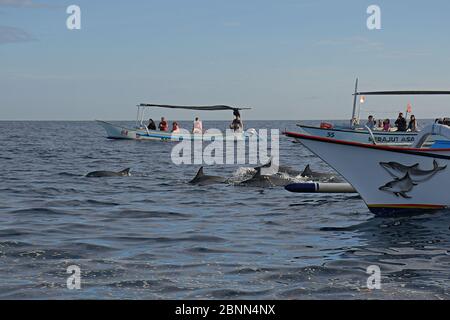 Einige Touristen in einem Boot schauen auf einige Delfine, die auf dem Meer in der Nähe von Lovina Beach, Bali schwimmen. Stockfoto