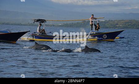 Einige Touristen in einem Boot schauen auf einige Delfine, die auf dem Meer in der Nähe von Lovina Beach, Bali schwimmen. Stockfoto