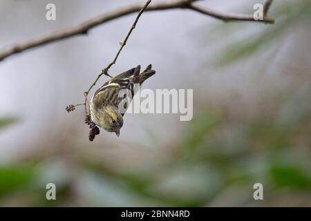 Eurasische Siskin (Carduelis spinus) Norfolk UK Februar Stockfoto