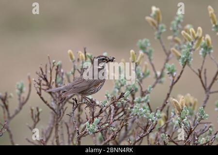 Redwing (Turdus iliacus coburni) Island Juni Stockfoto