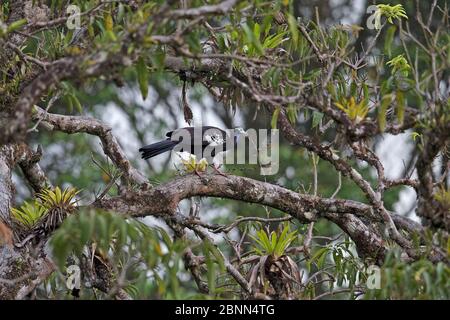 Trinidad Piping guan (Pipile Pipile) Trinidad und Tobago, April Stockfoto