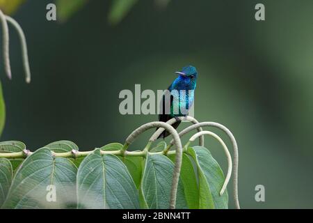 Blauer Saphir-Kolibri (Chlorestes notatus) Trinidad und Tobago April Stockfoto