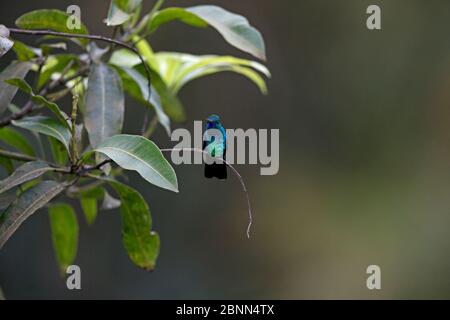 Blauer Saphir-Kolibri (Chlorestes notatus) Trinidad und Tobago April Stockfoto