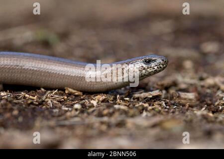 Slow Worm (Anguis fragilis) Kopfprofil, Norfolk UK April Stockfoto