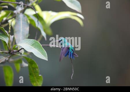 Blauer Saphir-Kolibri (Chlorestes notatus) Trinidad und Tobago April Stockfoto