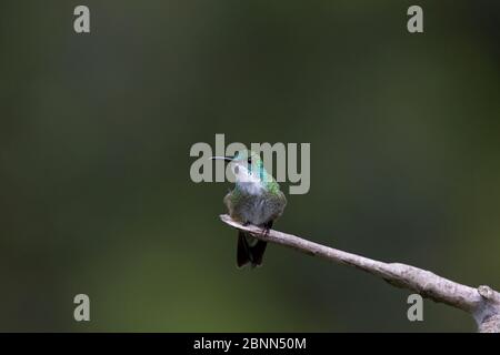 Weißkestenkolibri (Amazilia chionopectus) Trinidad und Tobago April Stockfoto