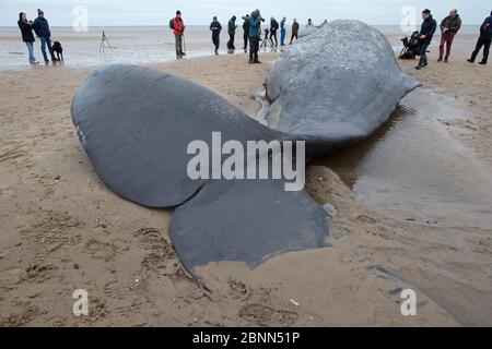 Pottwal (Physetter macrocephalus) tote Kadaver am Strand aufgewaschen, Leute schauen auf, Norfolk UK Februar 2016 Stockfoto