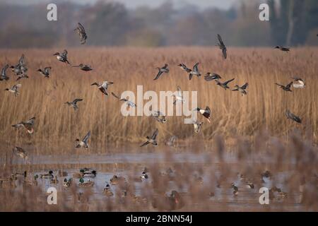 Teal (Anas crecca) und Shoveler (Anas clypeata) gemischte Herde im Flug über Reedbeet und Teiche, Norfolk UK Januar Stockfoto