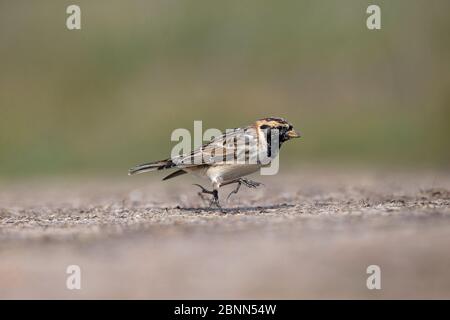 Lappland-Ammer (Calcarius lapponicus) Norfolk UK Februar Stockfoto