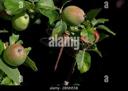 Braune Habichte Libelle (Aeshna grandis) auf Apfelbaum (Malus sp) Norfolk UK, Juli Stockfoto