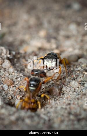 Europäischer Bienenwolf (Philanthus triangulum), das Nestloch verteidigend, Budapest, Ungarn, Juni Stockfoto