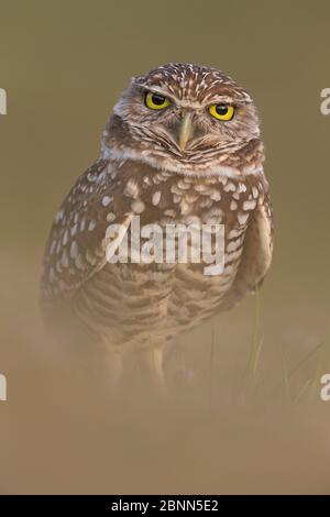 Einbrechende Eule (Athene cunicularia), Everglades National Park, Florida, USA. Januar. Stockfoto