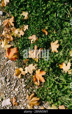 Feurig-gelbe Herbstahornblätter, in Taupen, liegen auf dem grünen Gras. Stockfoto