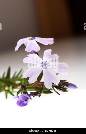 Ein Zweig schleichende Phlox (Phlox subulata) auf weißem Hintergrund Stockfoto