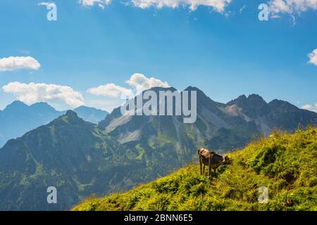 Kuh, Allgäuer Braunvieh, Alpenlandschaft am Fellhorn, Allgäuer Alpen, Allgäu, Bayern, Deutschland, Europa Stockfoto