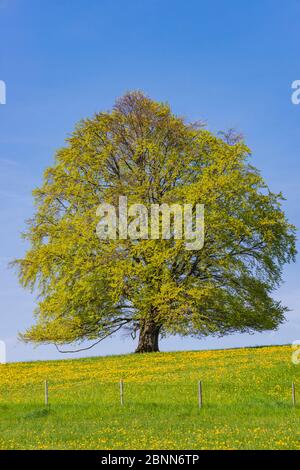 Europäische Buche (Fagus sylvatica) im Frühjahr, Musterbaum bei Rieden am Forggensee, Ostallgäu, Allgäu, Bayern, Deutschland, Europa Stockfoto