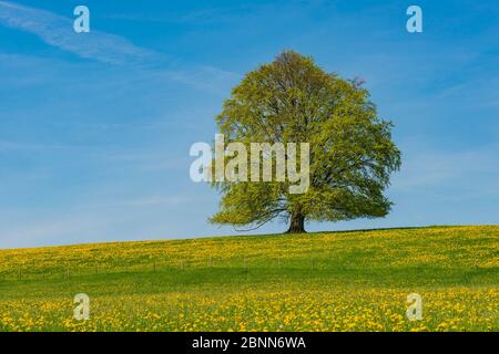 Europäische Buche (Fagus sylvatica) im Frühjahr, Musterbaum bei Rieden am Forggensee, Ostallgäu, Allgäu, Bayern, Deutschland, Europa Stockfoto