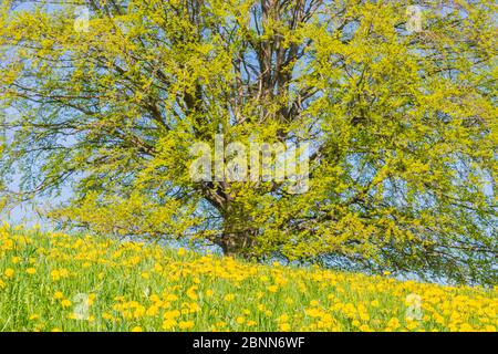 Europäische Buche (Fagus sylvatica) im Frühjahr, Musterbaum bei Rieden am Forggensee, Ostallgäu, Allgäu, Bayern, Deutschland, Europa Stockfoto