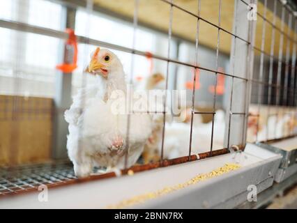 Aufzucht von Masthühnern. Erwachsene Hühner sitzen in Käfigen und essen Mischfutter Stockfoto