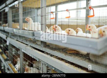 Aufzucht von Masthühnern. Erwachsene Hühner sitzen in Käfigen und essen Mischfutter Stockfoto