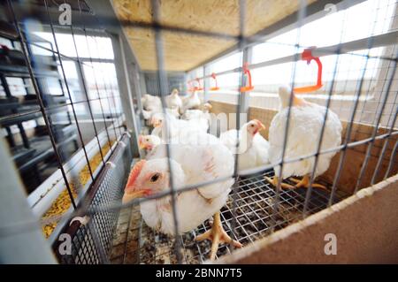 Aufzucht von Masthühnern. Erwachsene Hühner sitzen in Käfigen und essen Mischfutter Stockfoto