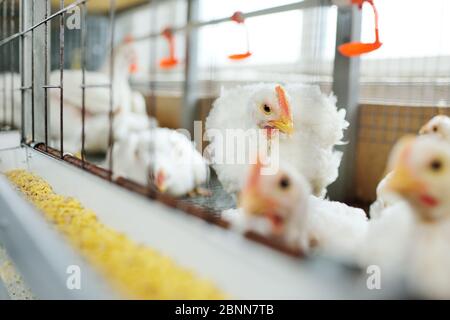 Masthühner in Käfigen auf dem Hintergrund einer Geflügelfarm Stockfoto