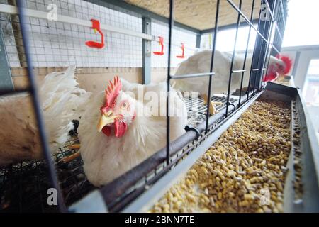 Aufzucht von Masthühnern. Erwachsene Hühner sitzen in Käfigen und essen Mischfutter Stockfoto