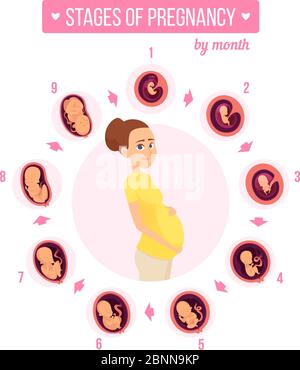 Infografik zu Schwangerschaftstrimester. Menschliche Wachstumsphasen neu geboren Baby Entwicklung Ei Embryo Fruchtbarkeit Vektor Illustrationen Stock Vektor