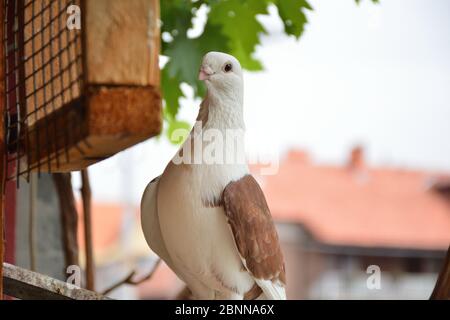 Schöne und niedliche braune Taube mit weißem Kopf und kurzem Schnabelschnäkel auf einer Terrasse. Haustaubenvogel posiert auf unscharfem Hintergrund im Freien Stockfoto